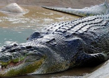 K.H Bocah 7 Tahun di Pulau Buru Tewas Dimakan Buaya