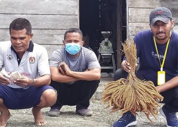 Potensi Hotong Di Daerah Bursel Harus Di Perhatikan