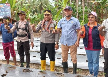 Kadistan Dan Kapolres Bursel Tanam Perdana 13.000 Anakan Cabai Bersama Petani
