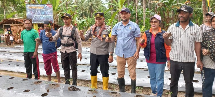 Kadistan Dan Kapolres Bursel Tanam Perdana 13.000 Anakan Cabai Bersama Petani
