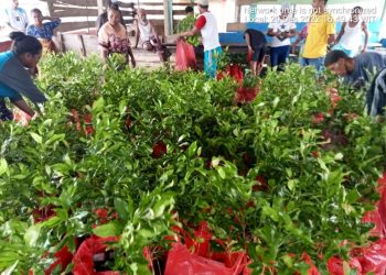 Pemkab Bursel Bantu Bibit Cengkeh Kepada Petani Di Kecamatan Ambalau