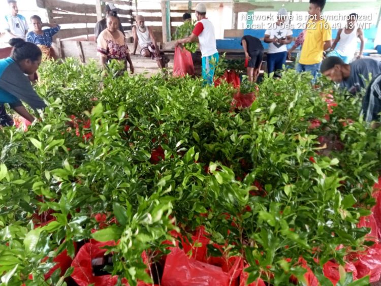 Pemkab Bursel Bantu Bibit Cengkeh Kepada Petani Di Kecamatan Ambalau