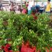 Pemkab Bursel Bantu Bibit Cengkeh Kepada Petani Di Kecamatan Ambalau