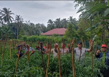 Distan Bursel Dan Petani Lokal Panen Perdana Cabe Keriting