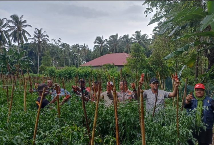 Distan Bursel Dan Petani Lokal Panen Perdana Cabe Keriting