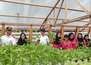 Bhayangkari Polres Pulau Buru Panen Perdana Pekarangan Pangan Lestari Tanaman Hidroponik