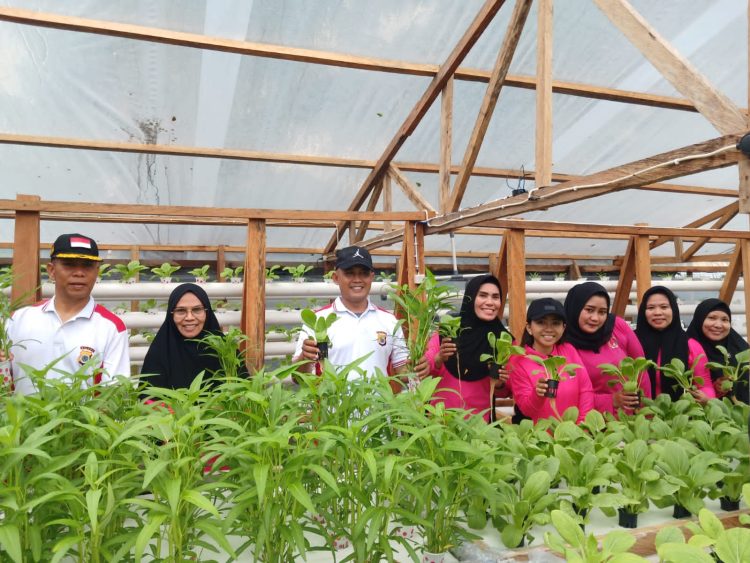 Bhayangkari Polres Pulau Buru Panen Perdana Pekarangan Pangan Lestari Tanaman Hidroponik