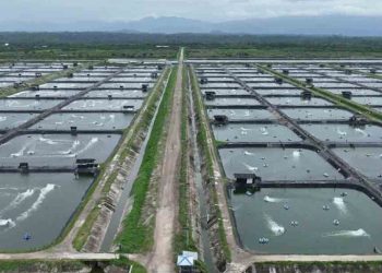 PT Wahana Lestari Investasi Pengolahan Udang Arara Cemari Lingkungan