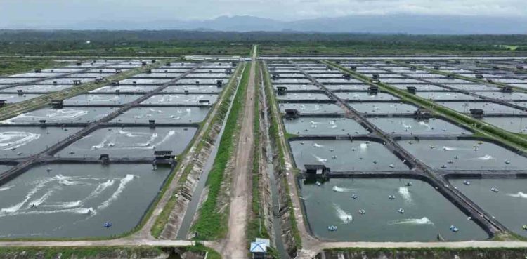 PT Wahana Lestari Investasi Pengolahan Udang Arara Cemari Lingkungan