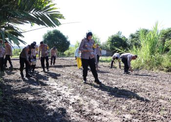 Kapolres Buru Akbp Sulastri Sukidjang S.H.S.I.K.M.M Menanam 30.000 Bibit Jagung Pulut Varietas Kumala didesa Waeperang
