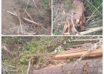 Babat Hutan Adat dan Pohon Damar, PT HTI WWI Dilaporkan ke Polda Maluku