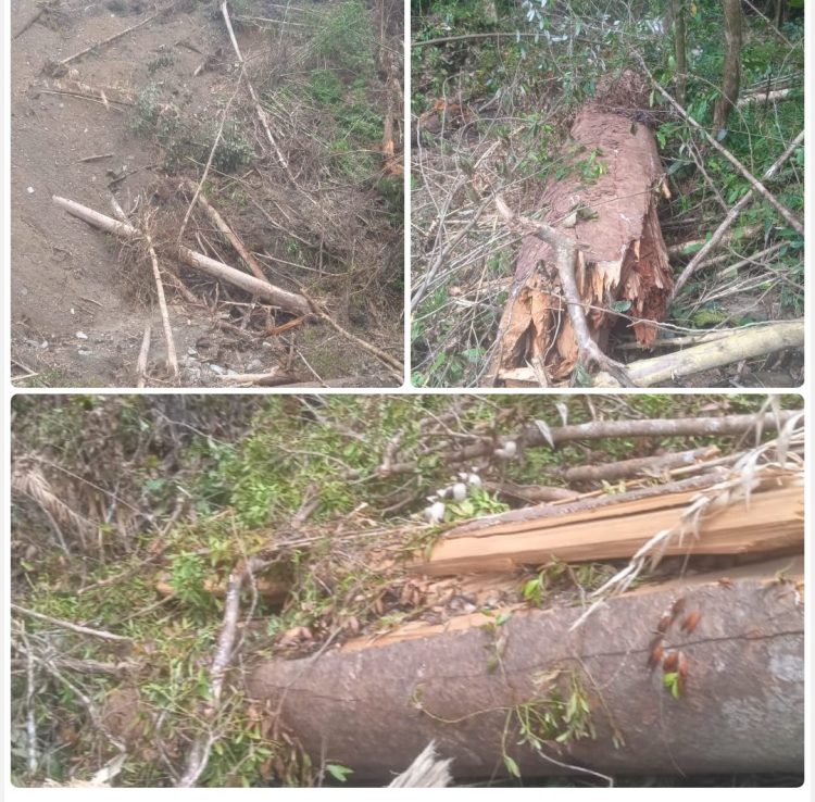 Babat Hutan Adat dan Pohon Damar, PT HTI WWI Dilaporkan ke Polda Maluku