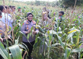 Kapolres Buru Bersama Forkopimda Panen Perdana Jagung Varietas Kumala di Waeperang