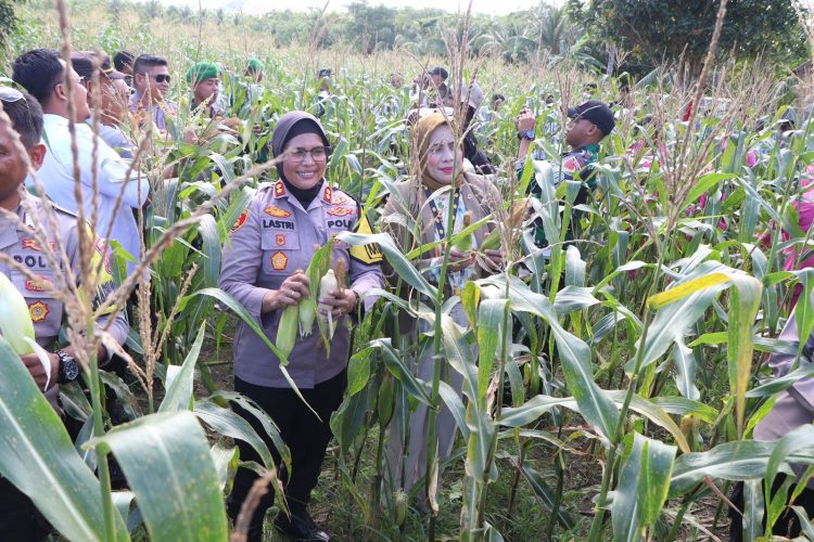 Kapolres Buru Bersama Forkopimda Panen Perdana Jagung Varietas Kumala di Waeperang