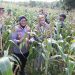 Kapolres Buru Bersama Forkopimda Panen Perdana Jagung Varietas Kumala di Waeperang