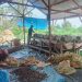 Dianggap Pungutan Liar,  Kades Parbulu Tolak Tagihan dari Masyarat Adat, Jailan: Kades Terlibat Kejahatan Merusak Lingkungan