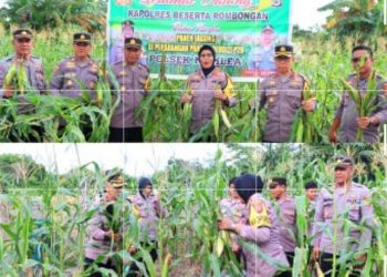 Kapolres Buru AKBP Sulastri Sukidjang dan Kapolsek Namlea, IPDA Dede S. Rifai Panen Jagung