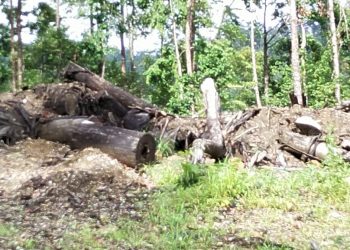 Ratusan Hektar Hutan Lindung Dibabat Habis Perusahan Milik Fery Tanaya