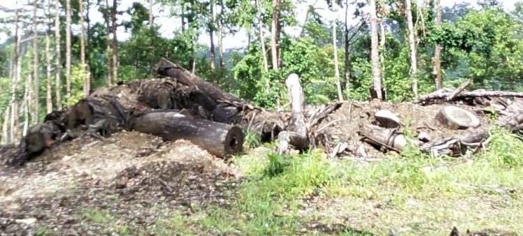 Ratusan Hektar Hutan Lindung Dibabat Habis Perusahan Milik Fery Tanaya