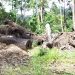 Ratusan Hektar Hutan Lindung Dibabat Habis Perusahan Milik Fery Tanaya