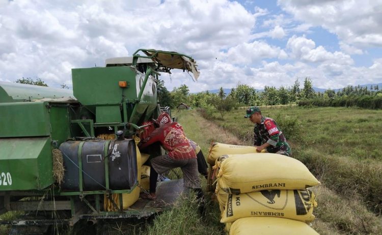 Kodim 1506/Namlea dan Distan Mewujudkan Swasembada Pangan Padi di Kabupaten Buru