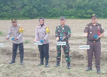 Kapolres Buru Sulastri Bersama Dandim 1506/Namlea Muhamad Tamami Ikut Kegiatan Penanaman Jagung
