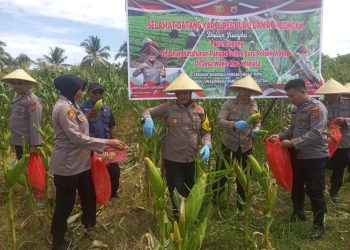 Kapolres Buru Panen Jagung di Wailo, Target 10 Hektar di Tahun 2025
