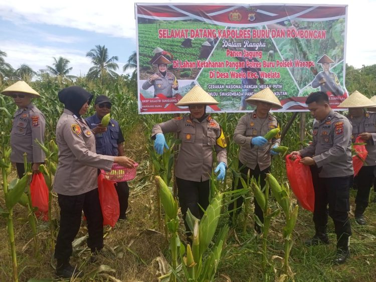 Kapolres Buru Panen Jagung di Wailo, Target 10 Hektar di Tahun 2025