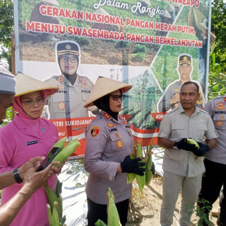 Polres Buru Kembali Panen Jagung, Kapolres: Sudah 10 Hektar dari Target 100 Hektar di Tahun 2025