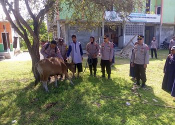 Idul Adha, Polres Buru Sembelih 5 Ekor Sapi,  2 Diserahkan ke Pondok Pesantren