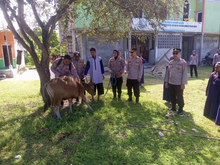 Idul Adha, Polres Buru Sembelih 5 Ekor Sapi,  2 Diserahkan ke Pondok Pesantren