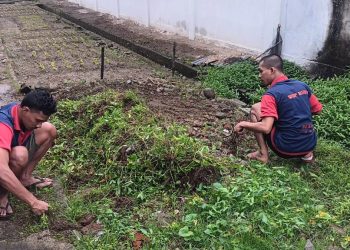 Rutan Ambon Lanjutkan Program Ketahanan Pangan dengan Penanaman Sayur Tahap Keempat