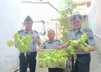 Panen Selada di Kebun Vertikultur Lapas Wahai, Bukti Nyata Kemandirian Warga Binaan