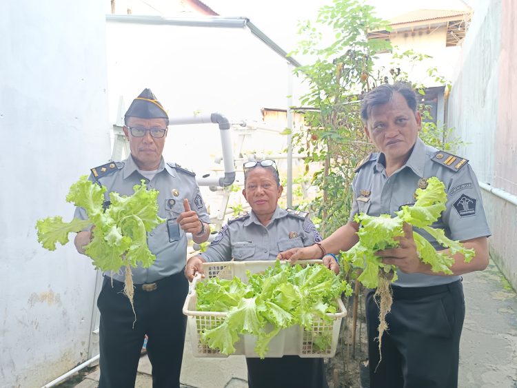 Panen Selada di Kebun Vertikultur Lapas Wahai, Bukti Nyata Kemandirian Warga Binaan