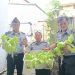 Panen Selada di Kebun Vertikultur Lapas Wahai, Bukti Nyata Kemandirian Warga Binaan
