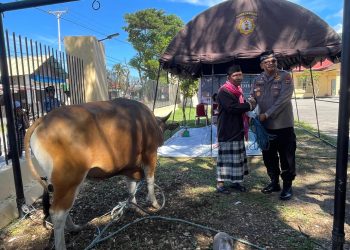 Berbagi Kebahagiaan di Hari Raya Idul Adha 1446 H / 2025 Polres Buru Selatan Kurbankan 2 Ekor Sapi dan 5 Ekor Kambing