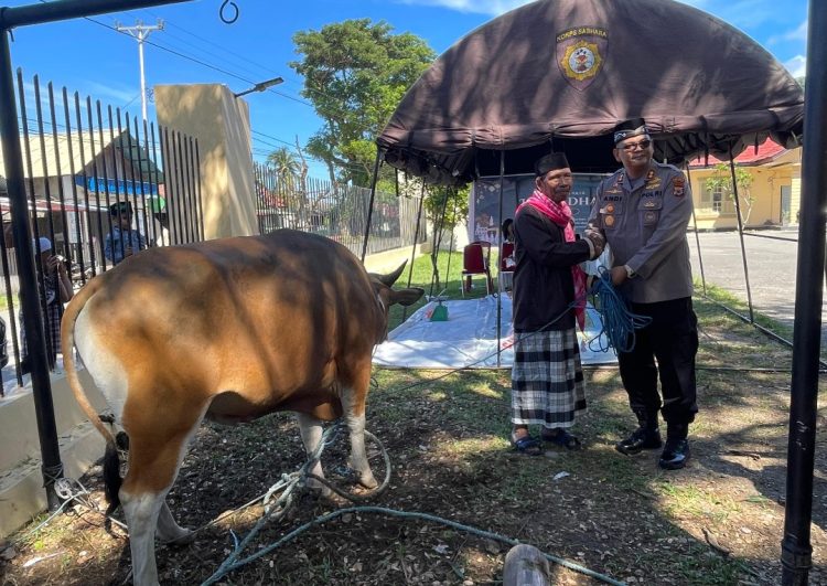 Berbagi Kebahagiaan di Hari Raya Idul Adha 1446 H / 2025 Polres Buru Selatan Kurbankan 2 Ekor Sapi dan 5 Ekor Kambing