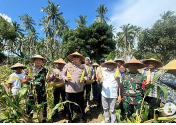 Dukung program Nasional, Polres Bursel Panen raya jagung 500 Kg