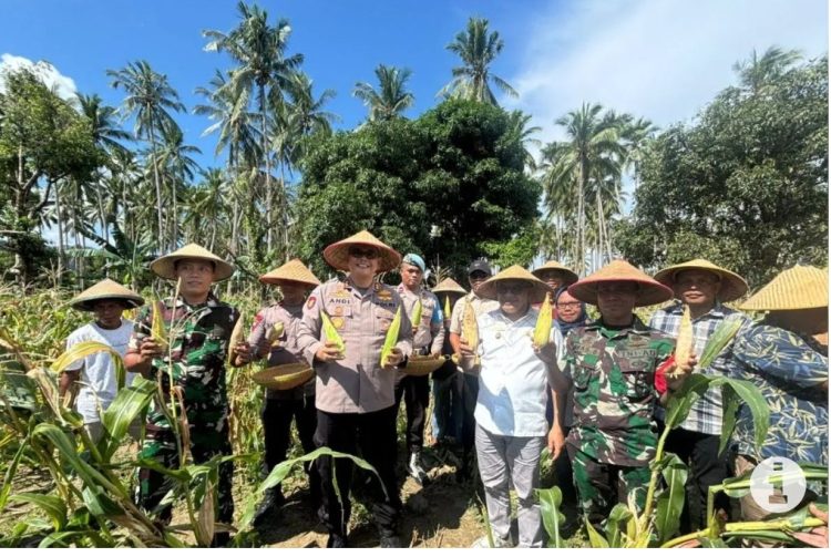 Dukung program Nasional, Polres Bursel Panen raya jagung 500 Kg