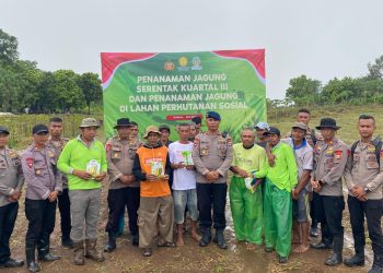 Dukung Program  Ketahanan Pangan Satuan Brimob Polda Maluku Tanam Jagung