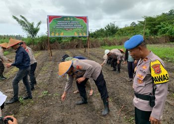 Polres Buru Selatan Laksanakan Penanaman Jagung, Kuartal III