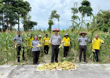 Panen Kedua di Bulan Juli, Pertanian Jagung Lapas Namlea Makin Produktif