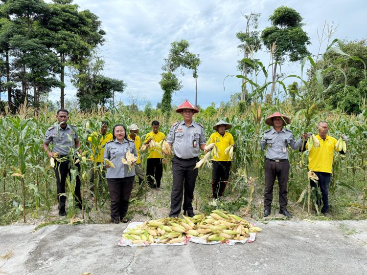 Panen Kedua di Bulan Juli, Pertanian Jagung Lapas Namlea Makin Produktif