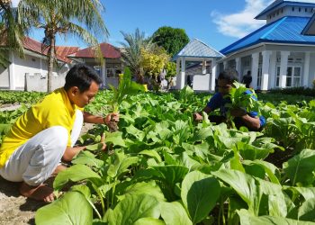 Terus Berikan Kontribusi dalam Ketahanan Pangan, Lapas Namlea Panen Ratusan Ikat Sawi