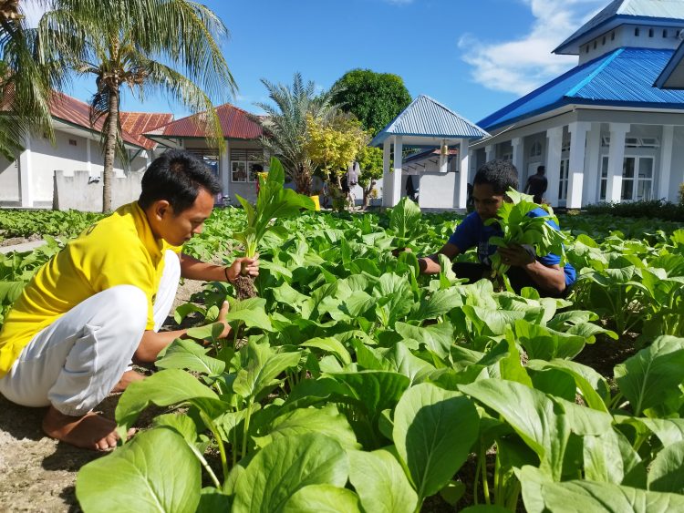 Terus Berikan Kontribusi dalam Ketahanan Pangan, Lapas Namlea Panen Ratusan Ikat Sawi