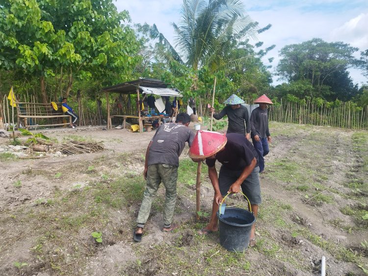 Tingkatkan Produktivitas Pertanian, Poktan Lapas Namlea Aplikasikan Pupuk NPK Pada Tanaman Buncis