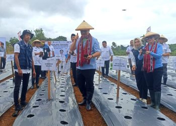 Gubernur Pimpin Gerakan Tanam 100 Ribu Anakan Cabai Serempak Untuk Maluku Tahan Pangan & Tekan Inflasi