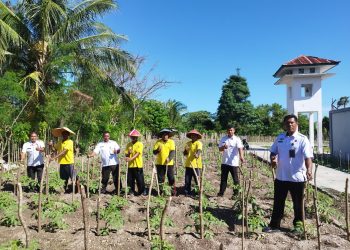 Eksplor Areal Pertanian, Poktan Lapas Namlea Tunjukkan Kreativitas pada Tanaman Holtikultura