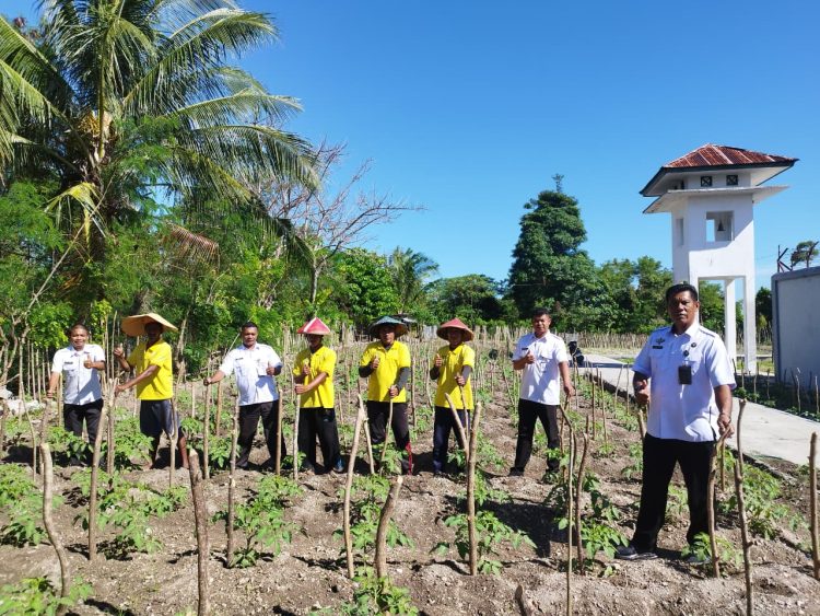 Eksplor Areal Pertanian, Poktan Lapas Namlea Tunjukkan Kreativitas pada Tanaman Holtikultura
