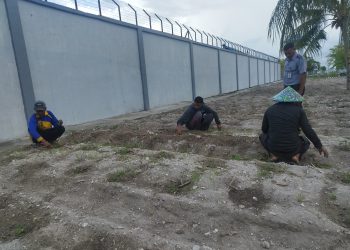Tambah 1000 Cabai Hibrida, Lapas Namlea Perbanyak Tanaman Holtikultura